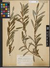 Foto von Salix purpurea L.